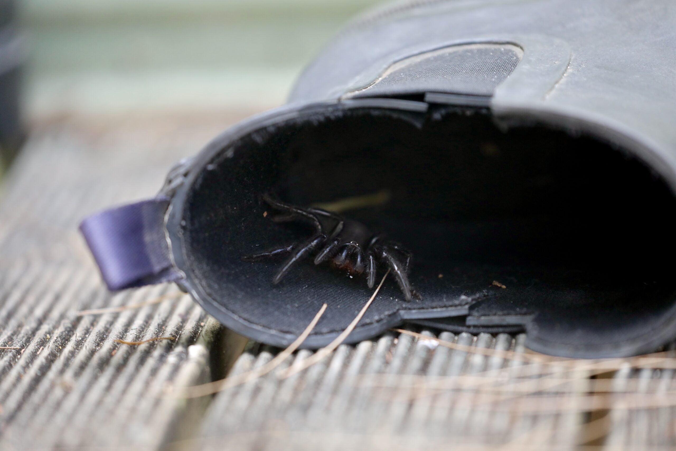 Australian Reptile Park on the look out for Funnel Web Spiders