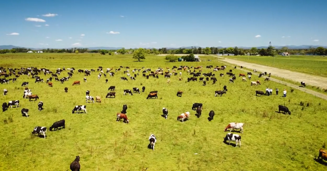 Mid Coast dairy farmers back flood recovery strategy