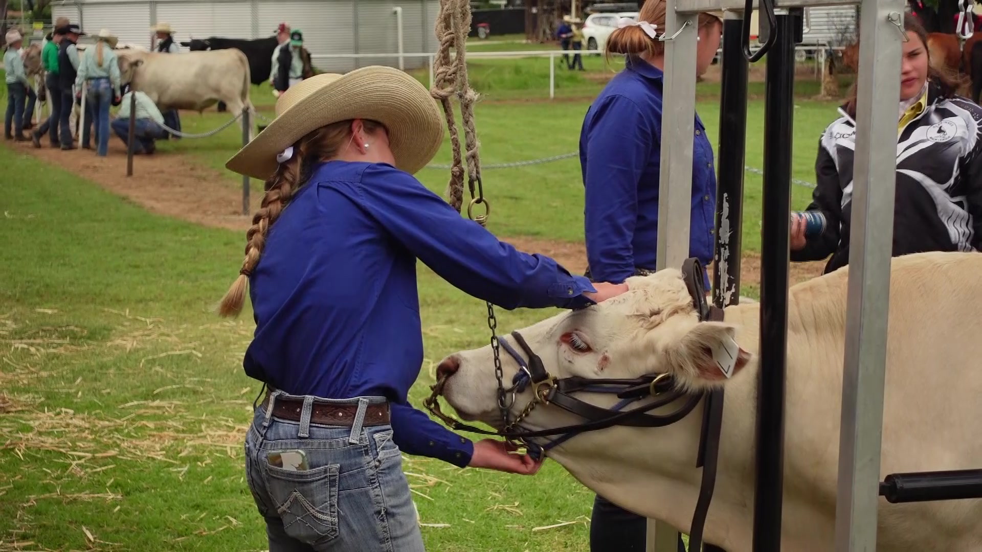 Cattle primped & primed for Manilla ‘hoof and hook’ competition