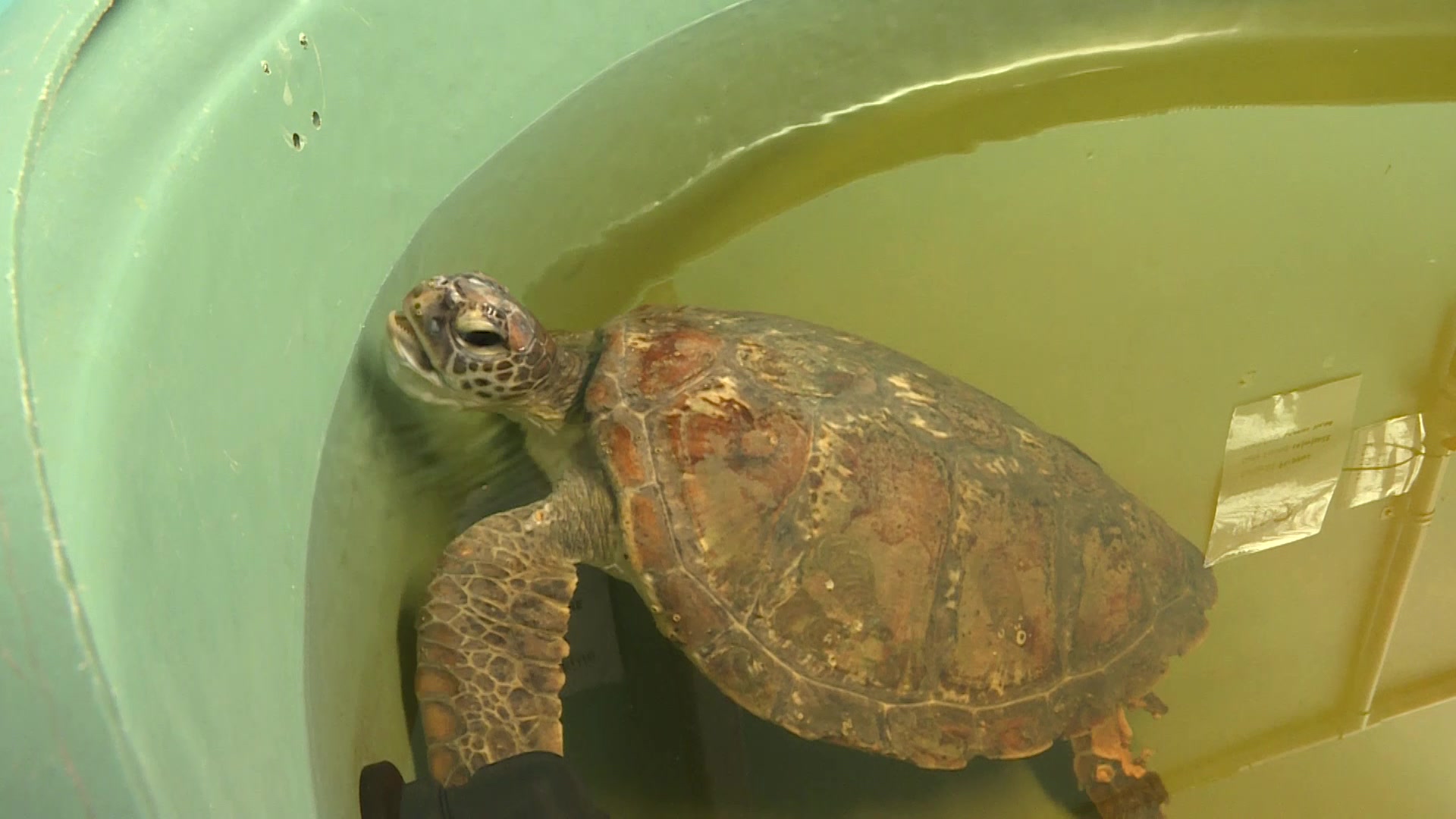 Australian Seabird and Turtle Rescue on the mend as well as wildlife after flood disaster