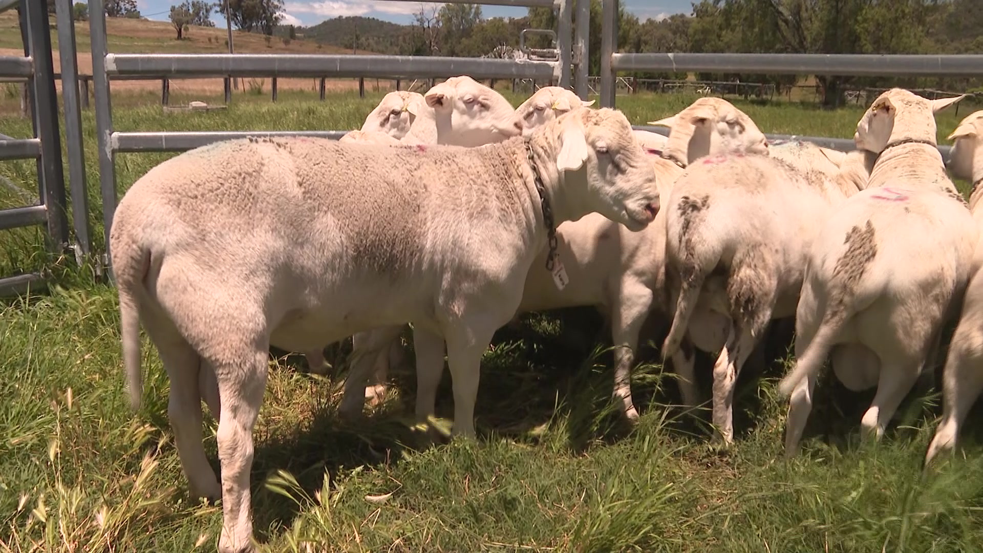 Winton farmer switching his livelihood for new breed of sheep