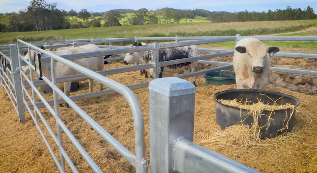 Speckle Park breed draws buyers to new Hillville sale centre