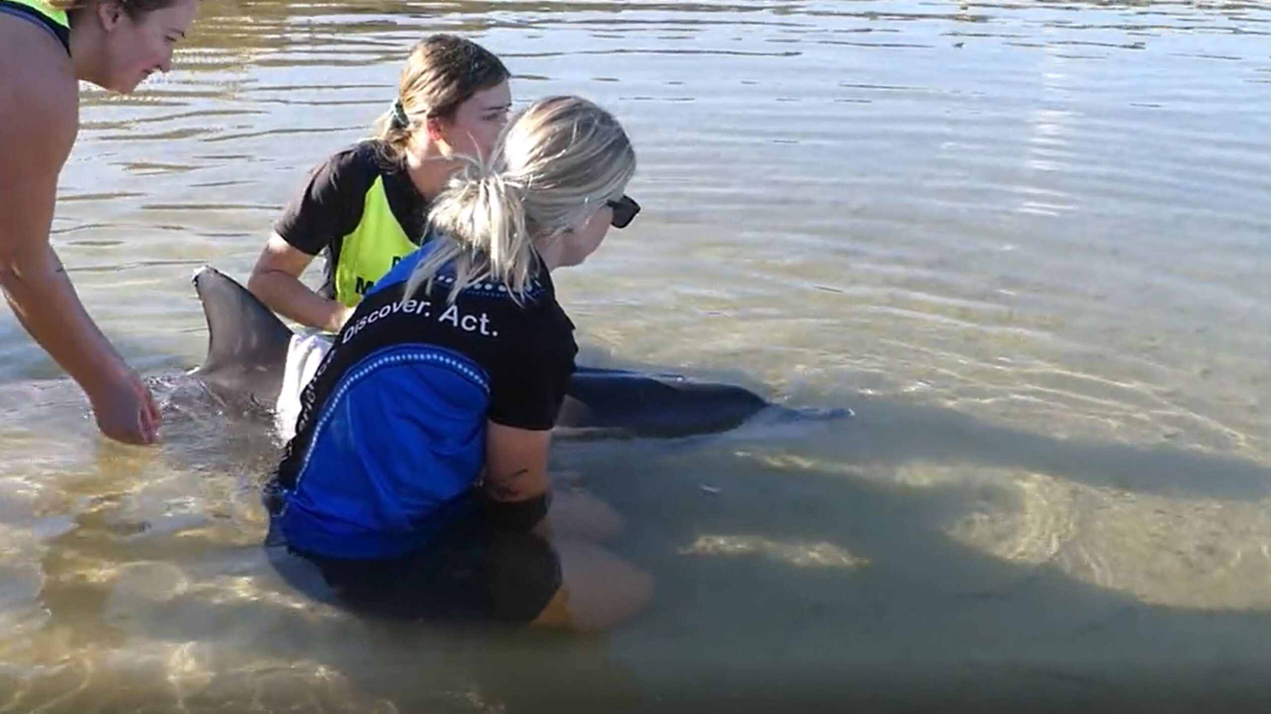 Juvenile dolphin rescued in Coffs Harbour