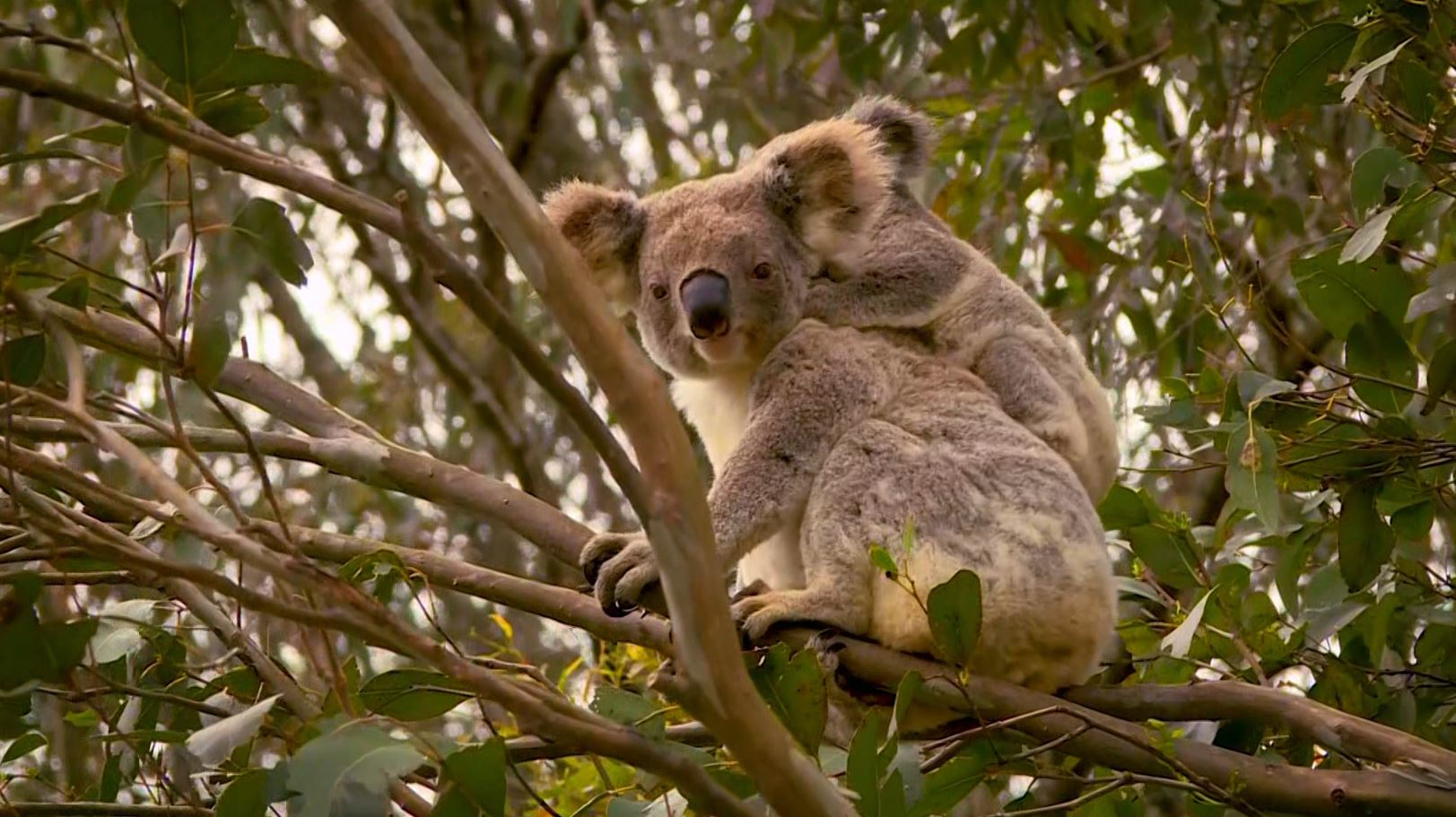 Hunter wilderness purchased to protect endangered species