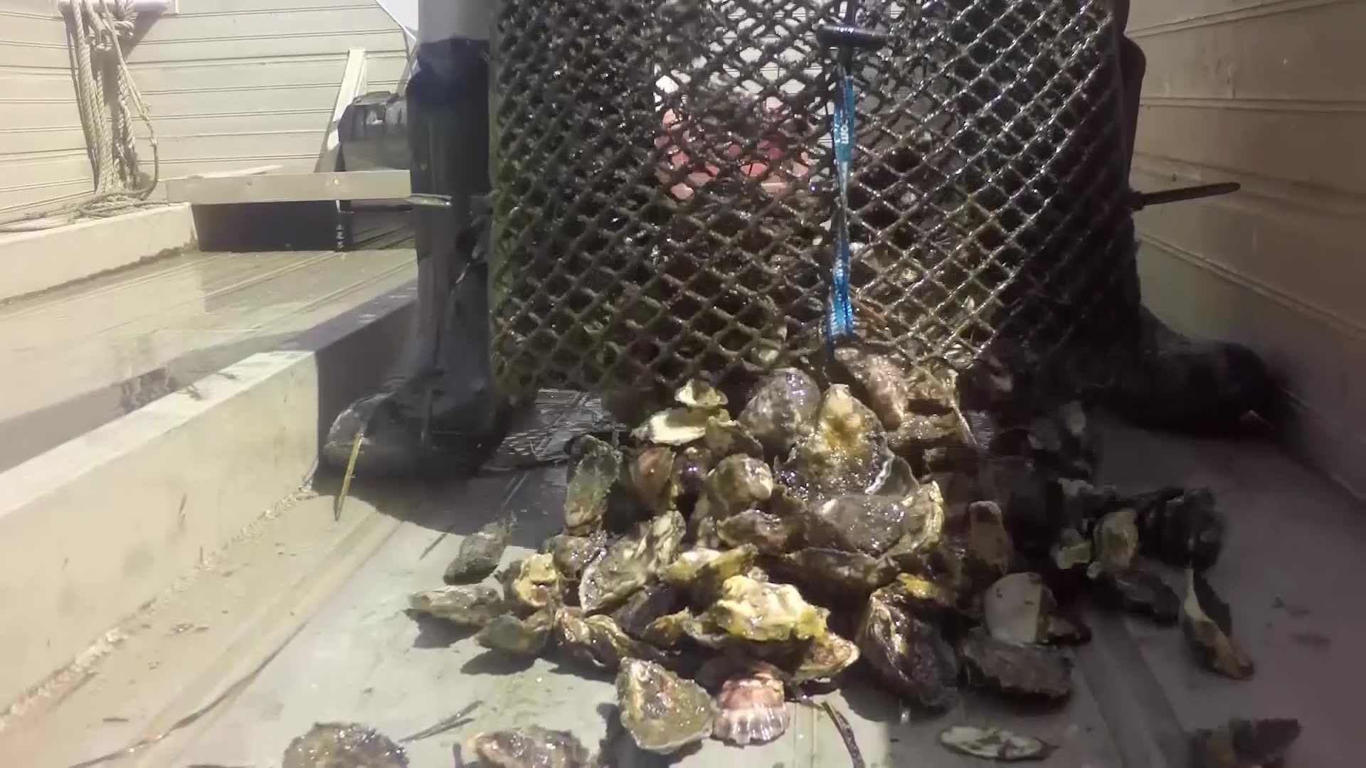 Oyster farmers only open for a third of 2022