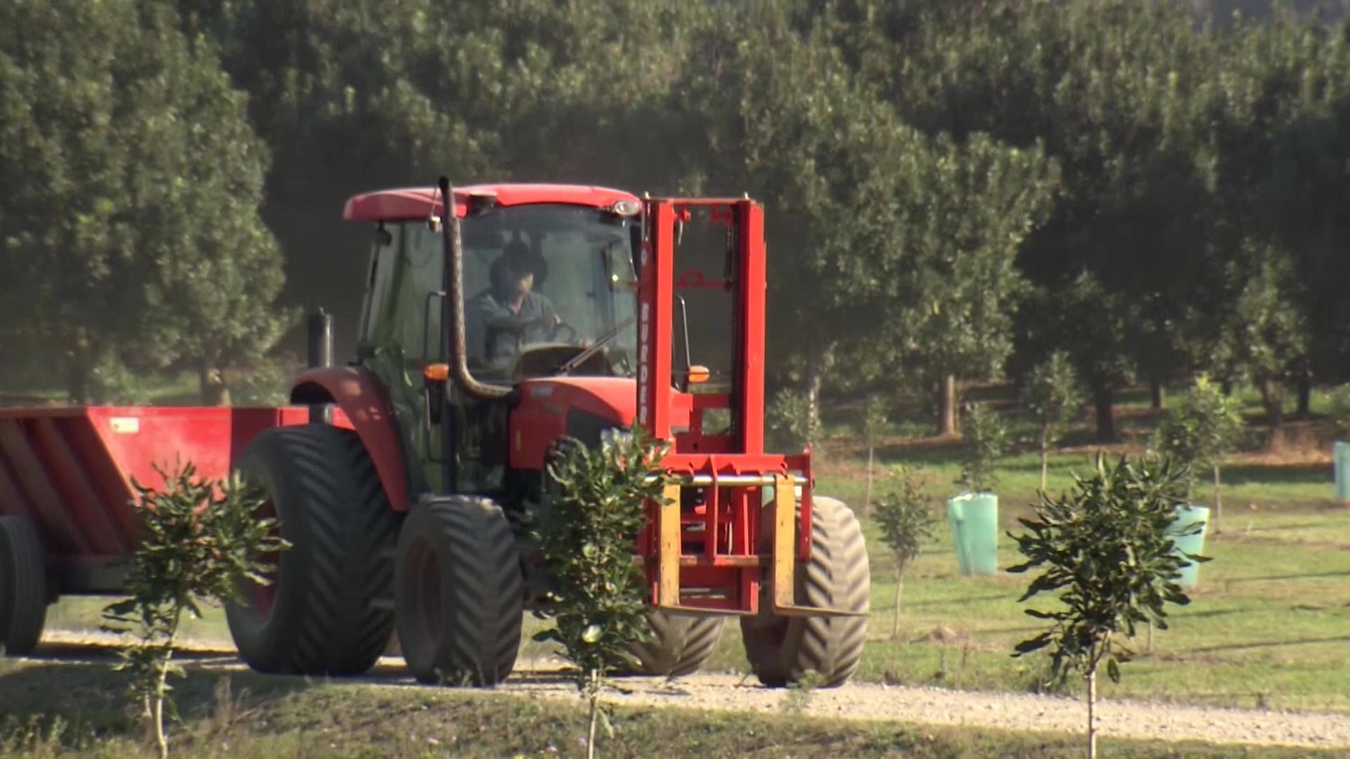 Macadamia industry has record year despite Northern NSW floods