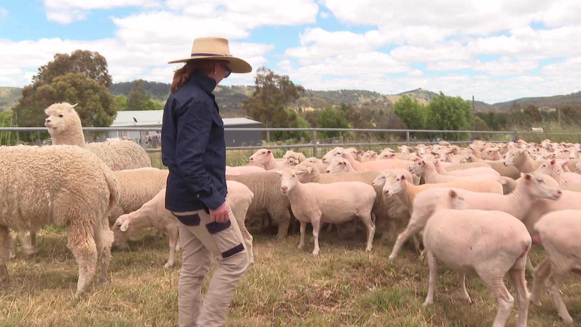 Sheep graziers struggle to stop thriving worms