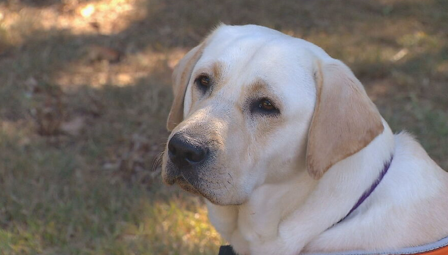 Axel the guide dog in training graduates from Newcastle high school with pawfect results