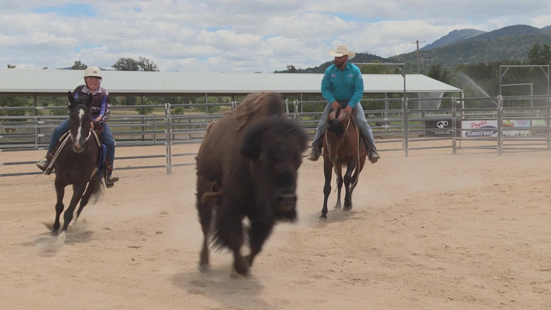 Dan Steers hosts campdrafting clinic