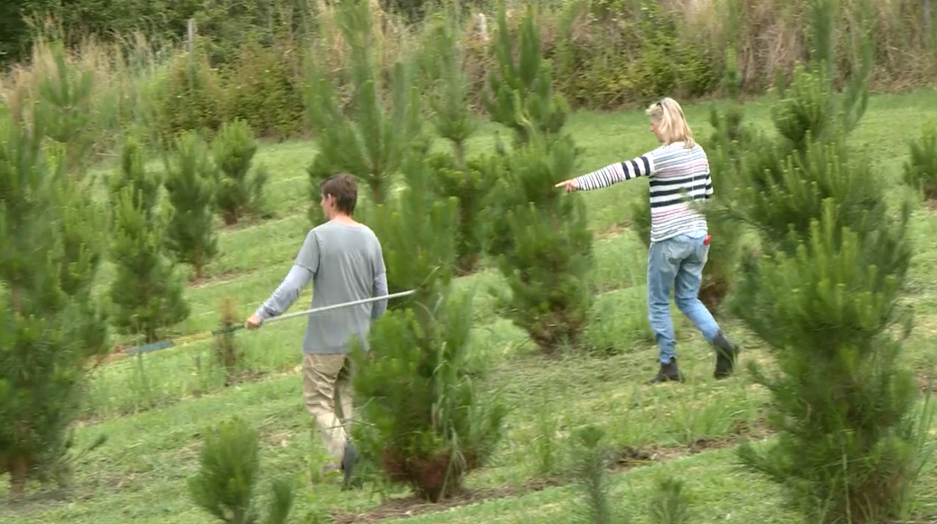 Coramba Christmas tree farm spreads joy this season